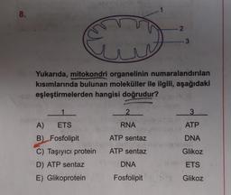 8.
€3
1
A) ETS
B) Fosfolipit
C) Taşıyıcı protein
D) ATP sentaz
E) Glikoprotein
Yukarıda, mitokondri organelinin numaralandırılan
kısımlarında bulunan moleküller ile ilgili, aşağıdaki
eşleştirmelerden hangisi doğrudur?
2
RNA
ATP sentaz
ATP sentaz
2
DNA
Fosfolipit
3
3
ATP
DNA
Glikoz
ETS
Glikoz