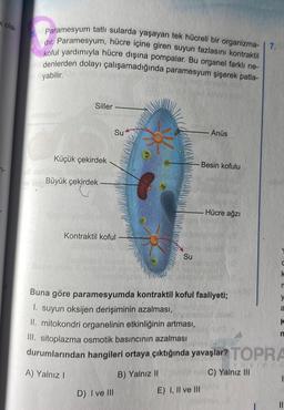 Kola-
Paramesyum tatlı sularda yaşayan tek hücreli bir organizma- 7,
dir. Paramesyum, hücre içine giren suyun fazlasını kontraktil
koful yardımıyla hücre dışına pompalar. Bu organel farklı ne-
sbrdenlerden dolayı çalışamadığında paramesyum şişerek patla-
yabilir.
Siller
Küçük çekirdek
no felg Büyük çekirdek
Su
Kontraktil koful
Su
D) I ve Ill
Anüs
-Besin kofulu
Buna göre paramesyumda kontraktil koful faaliyeti;
1. suyun oksijen derişiminin azalması,
Hücre ağzı
II. mitokondri organelinin etkinliğinin artması,
III. sitoplazma osmotik basıncının azalması
durumlarından hangileri ortaya çıktığında yavaşlar? TOPRA
ayinc
A) Yalnız I
B) Yalnız II
C) Yalnız III
E) I, II ve III