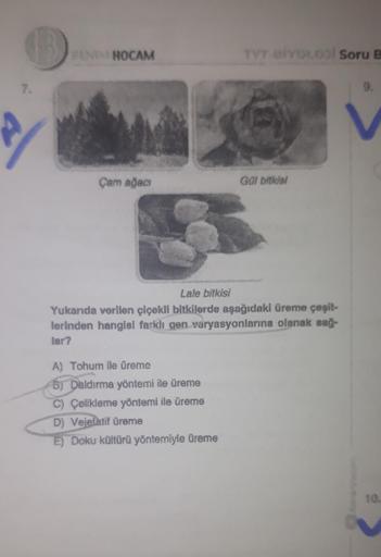 BENIM HOCAM
Çam ağacı
TVT BİYOLO3l Soru B
A) Tohum ile üreme
B) Daldırma yöntemi ile üreme
C) Çelikleme yöntemi ile üreme
D) Vejelatif üreme
E) Doku kültürü yöntemiyle üreme
Gül bitkisi
Lale bitkisi
Yukarıda verilen çiçekli bitkilerde aşağıdaki üreme çeşit