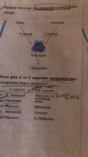 Aşağıda hücre zarı için glikoprotein sentezi göste-
rilmiştir.
Glikoz
X organeli
X organeli
A) E. Retikulum
3) Kloroplast
CRibozom
D) Mitokondri
Ribozom
Y organeli
Golgi aygıtı
Aminoasit
Glikoprotein
Buna göre X ve Y organeleri aşağıdakilerden
hangisinde d