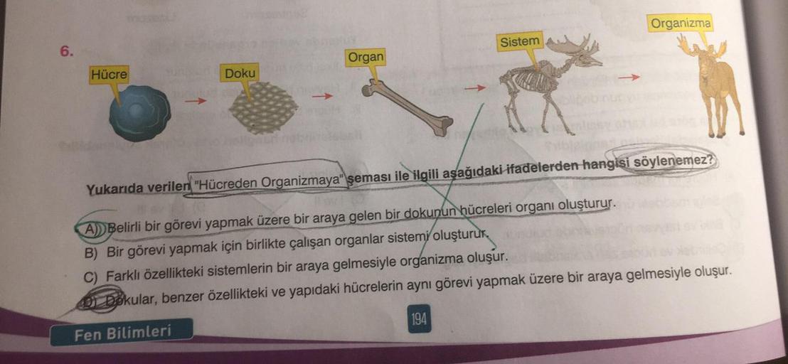 6.
mases/
Hücre
Doku
Organ
Sistem
Organizma
Yukarıda verilen "Hücreden Organizmaya" şeması ile ilgili aşağıdaki ifadelerden hangisi söylenemez?
A) Belirli bir görevi yapmak üzere bir araya gelen bir dokunun hücreleri organı oluşturur.
B) Bir görevi yapmak