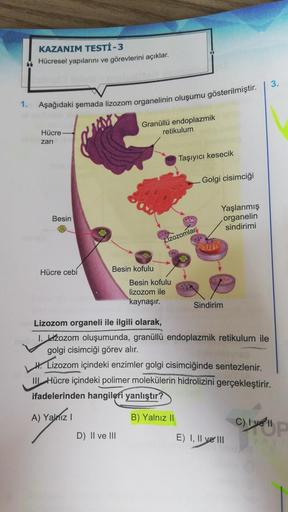 111
1.
KAZANIM TESTİ -3
Hücresel yapılarını ve görevlerini açıklar.
Aşağıdaki şemada lizozom organelinin oluşumu gösterilmiştir.
Hücre-
zari
A)
Besin
Hücre cebí
Granüllü endoplazmik
Besin kofulu
D) II ve III
retikulum
Lizozomlar
Besin kofulu
lizozom ile
ka