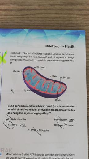 r₁
8.
9.
Mitokondri, ökaryot hücrelerde oksijenli solunum ile hücrenin
temel enerji ihtiyacını karşılayan çift zarlı bir organeldir. Aşağı-
daki şekilde mitokondri organelinin temel kısımları gösterilmiş-
tir.
Matriks-
RAK
İç zar
A) Krista - Matriks
C) Mat