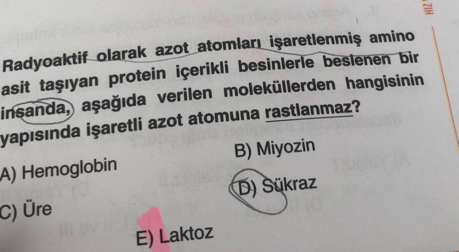 Radyoaktif olarak azot atomları işaretlenmiş amino
asit taşıyan protein içerikli besinlerle beslenen bir
insanda, aşağıda verilen moleküllerden hangisinin
yapısında işaretli azot atomuna rastlanmaz?
A) Hemoglobin
C) Üre
E) Laktoz
B) Miyozin
D) Sükraz
ZIH