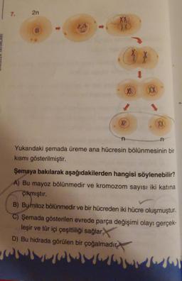 7.
2n
XX
X1
wor
XX
n
1
(XX)
XX
n
Yukarıdaki şemada üreme ana hücresin bölünmesinin bir
kısmı gösterilmiştir.
Şemaya bakılarak aşağıdakilerden hangisi söylenebilir?
A) Bu mayoz bölünmedir ve kromozom sayısı iki katına
çıkmıştır.
B) By mitoz bölünmedir ve bir hücreden iki hücre oluşmuştur.
C) Şemada gösterilen evrede parça değişimi olayı gerçek-
leşir ve tür içi çeşitliliği sağlar,
D) Bu hidrada görülen bir çoğalmadır