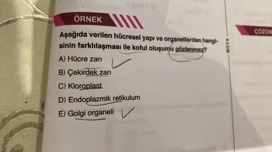 ÖRNEK
Aşağıda verilen hücresel yapı ve organellerden hangi-
sinin farklılaşması ile koful oluşumu gözlenmez?
A) Hücre zarı
B) Çekirdek zarı
C) Kloroplast
D) Endoplazmik retikulum
E) Golgi organeli
Difüzyo
MOYA
ÇÖZÜM