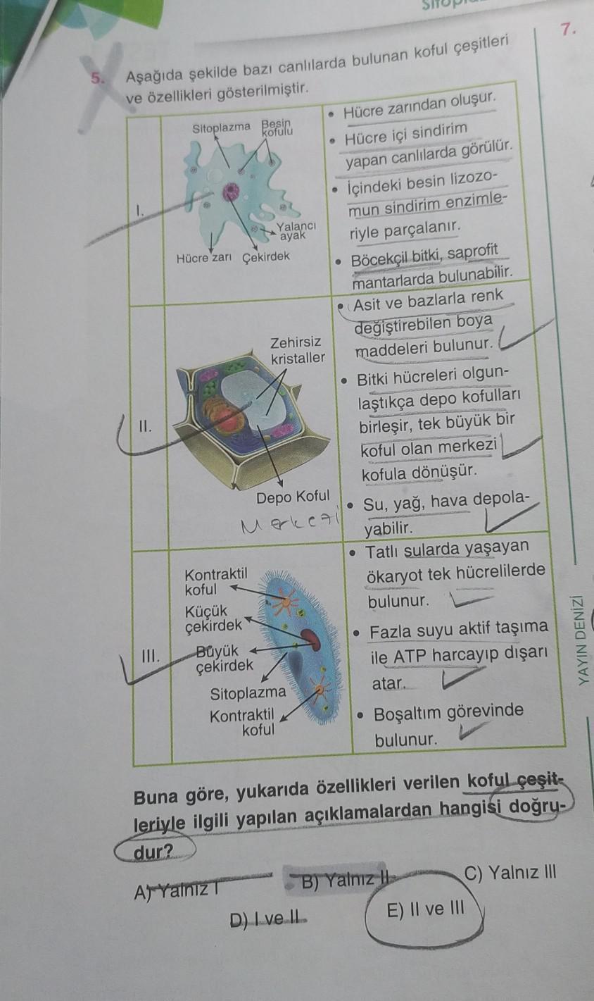 A a da ekilde Baz Canl larda Bulunan Koful e itleri Ve zellikleri A a da ekilde Baz Canl larda Bulunan Koful e itleri Ve zellikleri