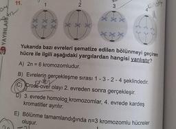 OM
417
DYAYINLARI
11.
1
3
Qnatte
E J
Yukarıda bazı evreleri şematize edilen bölünmeyi geçiren
hücre ile ilgili aşağıdaki yargılardan hangisi yanlıştır?
A) 2n = 6 kromozomludur.
B) Evrelerin gerçekleşme sırası 1-3-2-4 şeklindedir.
protes
(C) Cross-over olayı 2. evreden sonra gerçekleşir.
D) 3. evrede homolog kromozomlar, 4. evrede kardeş
kromatitler ayrılır.
E) Bölünme tamamlandığında n-3 kromozomlu hücreler
oluşur.