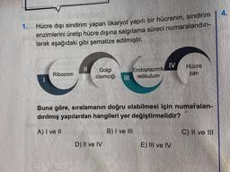1.
Hücre dışı sindirim yapan ökaryot yapılı bir hücrenin, sindirim
enzimlerini üretip hücre dışına salgılama süreci numaralandırı-
larak aşağıdaki gibi şematize edilmiştir.
Ribozom
Golgi
Endoplazmik
cisimciği III retikulum
IV
D) II ve IV
Buna göre, sıralamanın doğru olabilmesi için numaralan-
dırılmış yapılardan hangileri yer değiştirmelidir?
A) I ve II
B) I ve III
Hücre
zari
E) III ve IV
C) II ve III