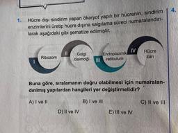 1.
Hücre dışı sindirim yapan ökaryot yapılı bir hücrenin, sindirim
enzimlerini üretip hücre dışına salgılama süreci numaralandırı-
larak aşağıdaki gibi şematize edilmiştir.
Ribozom
Golgi
Endoplazmik
cisimciği III retikulum
IV
D) II ve IV
Buna göre, sıralamanın doğru olabilmesi için numaralan-
dırılmış yapılardan hangileri yer değiştirmelidir?
A) I ve II
B) I ve III
Hücre
zari
E) III ve IV
C) II ve III