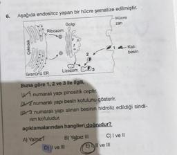 6. Aşağıda endositoz yapan bir hücre şematize edilmiştir.
Çekirdek
Ribozom
Granürlü ER
Golgi
Lizozom
açıklamalarından hangileri doğrudur?
A) Yalnızí
B) Yalnız III
D) II ve III
Hücre
zari
Buna göre 1, 2 ve 3 ile ilgili,
W1 numaralı yapı pinositik ceptir.
2 numaralı yapı besin kofulunu gösterir.
W3 numaralı yapı alınan besinin hidroliz edildiği sindi-
rim kofuludur.
- Kati
E) Il ve Ill
C) I ve II
besin