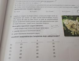 A)
B)
2. Ligustrum vulgare (kurtbağrı) bitkisi yurdumuzda doğal olarak ye-
tişmektedir. Çit, bordür, yol ağacı olarak kullanılmaktadır. Kromo-
zom sayısı 46 olan bu bitki tohum ve çelik ile üreyebilmektedir.
Beyaz ya da krem renkli çiçekler yazın dal uçlarında kümeler halin-
de açan morumsu - siyah renkli meyveleri oluşturur.
Buna göre Ligustrum vulgare bitkisinin;
I. polen oluşturması sırasında oluşan tetrat sayısı,
II. yaprak hücresinin kromozom sayısı,
III. polen hücresinin kromozom sayısı
nicelikleri aşağıdakilerden hangisinde doğru eşleştirilmiştir?
C)
D)
1. X olayı sırasında homolog kromozom aytilması gerçekleşir.
II. Y olayı mitoz bölünme ile sağlanır.
III. Z olayı sırasında krossing over gerçekleşmesi yeni gen kombinasyonlarının oluşumunu sağlar.
IV. T olayı sırasında gerçekleşen döllenme tür içi kromozom sayısının sabit tutulmasına katkı sağlar
açıklamalarından hangileri doğrudur?
A) I ve II
B) II ve III
E)
1
23
46
23
46
92
C) I, II ve III
||
46
23
23
46
46
2n=46
|||
23
46
23
46
23
D) II, III ve IV