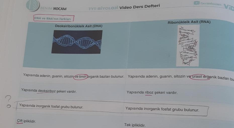 B
BENIM HOCAM
DNA ve RNA'nın Farkları
Deoksiribonukleik Asit (DNA)
Yapısında deoksiriboz şekeri vardır.
Çift ipliklidir.
TYT-BİYOLOJİ Video Ders Defteri
Yapısında inorganik fosfat grubu bulunur.
Yapısında adenin, guanin, sitozin ve timin organik bazları bu