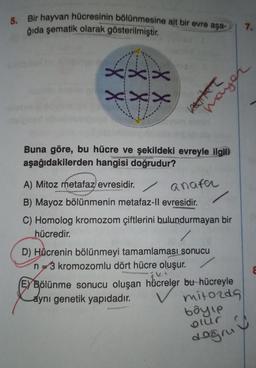 5. Bir hayvan hücresinin bölünmesine ait bir evre aşa-
ğıda şematik olarak gösterilmiştir.
XXX
X X
XXX
Buna göre, bu hücre ve şekildeki evreyle ilgili
aşağıdakilerden hangisi doğrudur?
A) Mitoz metafaz evresidir.
B) Mayoz bölünmenin metafaz-ll evresidir.
C) Homolog kromozom çiftlerini bulundurmayan
hücredir.
anafer
D) Hücrenin bölünmeyi tamamlaması sonucu
n=3 kromozomlu dört hücre oluşur.
jki
EYBölünme sonucu oluşan hücreler bu hücreyle
aynı genetik yapıdadır.
mitozda
böyle
olur
doğru
7.
Kalitet
mayer
8