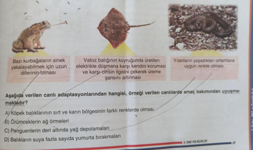 Bazı kurbağaların sinek
yakalayabilmek için uzun
dillerinin olması
Vatoz balığının kuyruğunda üretilen
elektrikle düşmana karşı kendini koruması
ve karşı cinsin ilgisini çekerek üreme
şansını artırması
Yılanların yaşadıkları ortamlara
uygun renkte olması
A