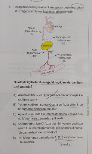 1. Aşağıda ince bağırsaktan kana geçen besinlerin vücu-
dun diğer kısımlarına taşınması gösterilmiştir.
Alt ana
toplardamar
(1)
Kapi
toplardamarı
(III)
Karaciğer
NOT
Kalp
- Karaciğer üstü
toplardamarı
(II)
İnce bağırsak
İnce bağırsak
toplardamarı
(IV)
Bu o