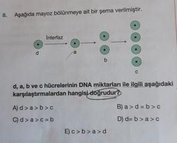 8. Aşağıda mayoz bölünmeye ait bir şema verilmiştir.
d
Interfaz
a
A) d>a>b>c
C) d>a>c=b
b
d, a, b ve c hücrelerinin DNA miktarları ile ilgili aşağıdaki
karşılaştırmalardan hangisi doğrudur?
C
E) c>b>a>d
B) a> d=b>c
D) d=b>a> c