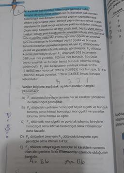 n
7.
ki karakter bakımından heterozigot genotipe sahip
bireyler dihibrit olarak adlandırılır. İki karakter bakımından
heterozigot olan bireyler arasında yapılan çaprazlamaya
dihibrit çaprazlama denir. Dihibrit çaprazlamaya örnek olarak
bezelyelerde çiçek rengi ve tohum şekli karakterleri verilebilir.
Çiçek rengi karakterine ait mor çiçek aleli, beyaz çiçek aleline
baskın; tohum şekli karakterinde yuvarlak tohum aleli, buruşuk
tohum aleline baskındır. Homozigot mor çiçekli ve yuvarlak
tohumlu bezelye ile homozigot beyaz çiçekli ve buruşuk
dölünün mor
tohumlu bezelye çaprazlandığında oluşan F₁
çiçekli ve yuvarlak tohumlu olduğu görülmüştür. F₁
kendileştirilmesiyle oluşan F₂ dölündeki 553 bezelyenin
310'unun mor yuvarlak, 105'inin mor buruşuk, 104'ünün
beyaz yuvarlak ve 34'ünün beyaz buruşuk tohumlu olduğu
görülmüştür. F₂ deki bezelyelerin yaklaşık olarak 9/16'sı
(310/553) mor yuvarlak, 3/16'sı (105/553) mor buruşuk, 3/16'sı
(104/553) beyaz yuvarlak, 1/16'sı (34/553) beyaz buruşuk
dölünün
tohumludur.
33
Verilen bilgilere aşağıdaki açıklamalardan hangisi
yapılamaz?
A) F, dölündeki bireylerin tamamı her iki karakter yönünden
de heterozigot genotiplidir.
1
B) F₂ dölündeki canlıların homozigot beyaz çiçekli ve buruşuk
tohumlu olma ihtimali homozigot mor çiçekli ve yuvarlak
tohumlu olma ihtimali ile eşittir.
2
C) F₂ dölündeki mor çiçekli ve yuvarlak tohumlu bireylerin
homozigot olma ihtimali heterozigot olma ihtimalinden
daha fazladır.
D) F₂ dölündeki bireylerin F, dölündeki bireylerle aynı
genotipte olma ihtimali 1/4'tür.
E) F₂ dölünde ortaya çıkan sonuçlar iki karakterin sorumlu
olan alel genlerin farklı kromozomlar üzerinde olduğunun
A- Bb
kanıtıdır.
gamet çeşidi
En çok
Aa Bb
AaBb
olduğuna
E)
8
16
Aşağıda
bölgesin
gösterilm