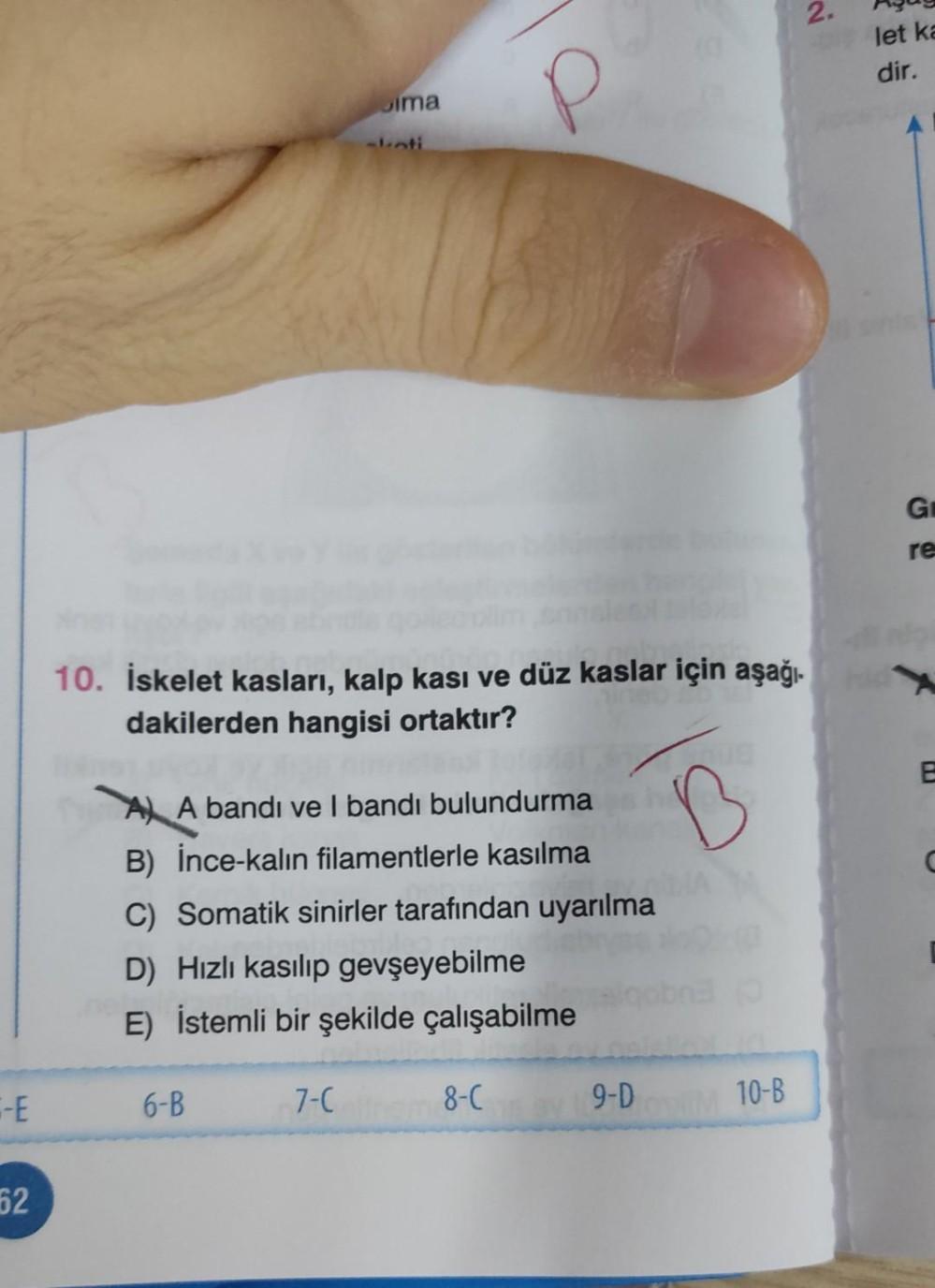 -E 62 10. İskelet kasları, kalp kası ve düz kaslar ... - Biyoloji