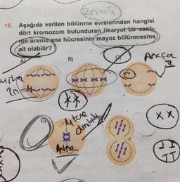 20=4
16. Aşağıda verilen bölünme evrelerinden hangisi
dört kromozom bulunduran ökaryot bir canlı-
min üreme ana hücresinin mayoz bölünmesine
ait olabilir?
Mita
D
B)
xx
**
ture
amelid
Adre
Yi
Yi
Ancfor
X X
II