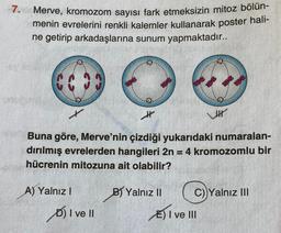 -7.
Merve, kromozom sayısı fark etmeksizin mitoz bölün-
menin evrelerini renkli kalemler kullanarak poster hali-
ne getirip arkadaşlarına sunum yapmaktadır..
H
Buna göre, Merve'nin çizdiği yukarıdaki numaralan-
dırılmış evrelerden hangileri 2n = 4 kromozomlu bir
hücrenin mitozuna ait olabilir?
A) Yalnız I
D) I ve II
B) Yalnız II
JH
C) Yalnız III
I ve III