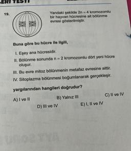 19.
Yandaki şekilde 2n = 4 kromozomlu
bir hayvan hücresine ait bölünme
evresi gösterilmiştir.
Buna göre bu hücre ile ilgili,
1. Eşey ana hücresidir.
II. Bölünme sonunda n = 2 kromozomlu dört yeni hücre
oluşur.
III. Bu evre mitoz bölünmenin metafaz evresine aittir.
IV. Sitoplazma bölünmesi boğumlanarak gerçekleşir.
yargılarından hangileri doğrudur?
A) I ve II
B) Yalnız III
D) III ve IV
E) I, II ve IV
C) II ve IV