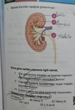 1. Böbrek kısımları aşağıda gösterilmiştir.
X
Kotila
Marzuk
D) I ve II
Y
2 Medullo
Z
Buna göre verilen yapılarla ilgili olarak,
1. X'te glomerulus kılcalları ve bowman kapsülün-
den oluşan malpighi cisimcikleri bulunur.
II. Y'de idrar toplama kanallarından oluşan malpighi
piramitleri bulunur.
III. Z idrarın geçici bir süre toplandığı havuzcuktur.
ifadelerinden hangileri doğrudur?
A) Yalnız I
B) Yalnız II
C) Yalnız III
E) I, II ve III