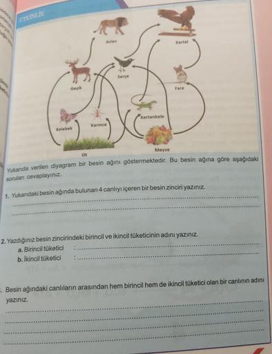 ETKİNLİK
Geyik
Kelebek
Aslan
Karınca
Serçe
:.
Kertenkele
Meyve
Kartal
Fare
Of
Yukarıda verilen diyagram bir besin ağını göstermektedir. Bu besin ağına göre aşağıdaki
soruları cevaplayınız.
1. Yukarıdaki besin ağında bulunan 4 canlıyı içeren bir besin zinci