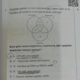 1. Aşağıdaki şekilde bir bitki hücresine ait 3 temel kişim ve bu
kısımlara ait özellikler numaralandırılarak verilmiştir.
Kloroplast
VI
IV
Çekirdek
Mitokondri
Buna göre numaralandırılmış özelliklerle ilgili aşağıdaki
ifadelerden hangisi yanlıştır?
A) - Çift katlı zara sahiptir.
B) IV - Yapısında nükleik asit bulunur.
C) VI - Kendine ait DNA ve RNA'sı vardır.
D) III-Tek katlı zara sahiptir.
E) 1- Granum denilen yapıları vardır.