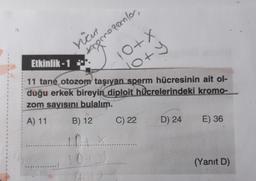 Vücut
Kromozomlar,
10+X
No+y
Etkinlik-1.
11 tane otozom taşıyan sperm hücresinin ait ol-
duğu erkek bireyin diploit hücrelerindeki kromo-
zom sayısını bulalım.
A) 11
B) 12
0+3
C) 22
D) 24
E) 36
(Yanıt D)