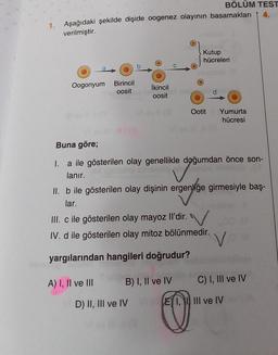 Aşağıdaki şekilde dişide oogenez olayının basamakları
verilmiştir.
Oogonyum Birincil
oosit
İkincil
oosit
A) I, II ve III
Buna göre;
I. a ile gösterilen olay genellikle doğumdan önce son-
Joğu
lanır.
III. c ile gösterilen olay mayoz Il'dir.
IV. d ile gösterilen olay mitoz bölünmedir.
yargılarından hangileri doğrudur?
B) I, II ve IV
D) II, III ve IV
Kutup
hücreleri
II. b ile gösterilen olay dişinin ergenliğe girmesiyle baş-
lar.
BÖLÜM TEST
d
EI,
Ootit Yumurta
hücresi
V
C) I, III ve IV
III ve IV