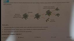 Brineter
Aşağıda bir amibin bölünme öncesi sitoplazmasının bir kısmı kesiliyor. Kesilen parça ölürken çekirdek bulunan parçanın bölün-
düğü görülüyor.
Bölünme
olgunluğuna
erişmiş bir amip
A) Yalnız !
Çekirdek
B) Yalnız II
*
Buna göre,
1. Sitoplazmasından bir miktar kesilen amip, çekirdek kontrolünde kendini onarabilir.
II. Sitoplazması kesilen amipin hacim oranı azaldığı için bölünme gerçekleşmez.
III. Hücre bölünmesi çekirdek kontrolünde gerçekleşir.
ifadelerinden hangileri doğrudur?
Kesilen kısım kendini
onarır ve hücre bölünür.
C) Yalnız III
F
**
Kesilen
parça ölür.
D) I ve III
E) II ve III