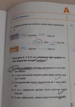 TYT/Fen Bilimleri
15. Aşağıdaki şekilde bal arılarının üreme süreci gösterilmiş-
tir:
Ca
Kraliçe ari
2n
Erkek arı
n
X olayı
Y olayı
Yumurtalar
Z olayı
Spermler
Erkek arı
K olayy Zigot
Lolayı
A
Erkek arı
Dişi arılar
Buna göre X, Y, Z, K ve L olaylarıyla ilgili aşağıda ve-
rilen bilgilerden hangisi yanlıştır?
A) Anlarda çeşitliliğin meydana gelmesinde X ve K olay-
ları etkilidir.
B) Lolayı sonucunda meydana gelen dişiler verimli veya
kısır olabilir.
C) Omurgalılardaki sperm oluşumunda da Y olayı etkili-
dir.
D) Z ve L olaylarında görülen hücre bölünme çeşidi
mitozdur.
E) K olayı döllenmedir, sadece eşeyli üremede görülür.
17.
sir