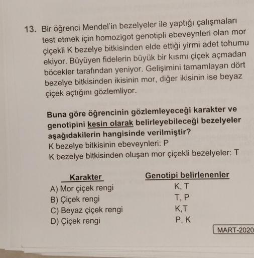 13. Bir öğrenci Mendel'in bezelyeler ile yaptığı çalışmaları
test etmek için homozigot genotipli ebeveynleri olan mor
çiçekli K bezelye bitkisinden elde ettiği yirmi adet tohumu
ekiyor. Büyüyen fidelerin büyük bir kısmı çiçek açmadan
böcekler tarafından ye