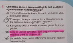 3. Canlılarda görülen üreme şekilleri ile ilgili aşağıdaki
açıklamalardan hangisi yanlıştır?
A) Tomurcuklanma ile üreyen bir canlı, tek hücreli veya
çok hücreli olabilir.
B) Prokaryot hücre yapısına sahip canlıların tamamı mi-
toz bölünme ile ürermi gefirmoz
C) Kamçı kuyruklu kertenkelede, partenogenez ile üreme
görülür.
D) Spor ile üreyen canlılarda, spor oluşumu mayoz veya
mitoz bölünme ile sağlanabilir.
Zencefilde rizom, mitoz bölünmeyle gelişerek vejetatif
üremeyi sağlar.