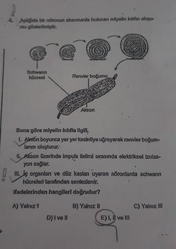 4. Aşağıda bir nöronun aksonunda bulunan mlyelin kılıfın oluşu-
mu gösterilmiştir.
Schwann
hücresl
Ranvier boğumu
Akson
Buna göre miyelin kılıfla ilgili,
1. Akson boyunca yer yer kesintiye uğrayarak ranvier boğum-
larını oluşturur.
II. Akson üzerinde impuls iletimi sırasında elektriksel izolas-
yon sağlar,
D) I ve II
III. Ję organları ve düz kasları uyaran nöronlarda schwann
hücreleri tarafından sentezlenir.
Ifadelerinden hangileri doğrudur?
A) Yalnız 1
B) Yalnız II
E) I, I ve III
C) Yalnız III