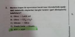 2. Maraton koşan bir sporcunun bacak kasi hücrelerinde aşağı-
dakl metabolik olaylardan hangisi tersinir (geri dönüşümlü)
katalizlenir?
A) Glikoz - Laklik asit
B) Glikoz -
CO₂ + H₂O
C) Glikojen Glikoz
D) Kreatin fosfat → Kreatin
E) ATP-ADP
we
5.