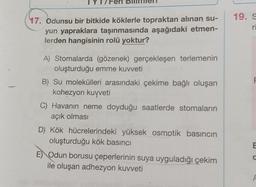 17. Odunsu bir bitkide köklerle topraktan alınan su-
yun yapraklara taşınmasında aşağıdaki etmen-
lerden hangisinin rolü yoktur?
A) Stomalarda (gözenek) gerçekleşen terlemenin
oluşturduğu emme kuvveti
B) Su molekülleri arasındaki çekime bağlı oluşan
kohezyon kuvveti
C) Havanın neme doyduğu saatlerde stomaların
açık olması
D) Kök hücrelerindeki yüksek osmotik basıncın
oluşturduğu kök basıncı
E Odun borusu çeperlerinin suya uyguladığı çekim
ile oluşan adhezyon kuvveti
19. S
ri
F
E
C