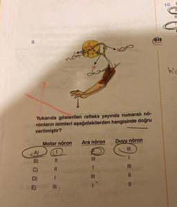 8.
Yukarıda gösterilen refleks yayında numaralı nö-
ronların isimleri aşağıdakilerden hangisinde doğru
verilmiştir?
Motor nöron
A)
B)
C)
D)
E)
11
||
sho
III
Ara nöron
|||
Duyu nöron
==
eis
Yayınlan
......
10. I
11