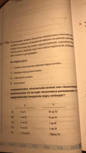4-C
orga
Smal
10. Hücrelerdeki serbest ribozomlar sitoplazmada kullanıcak poli
çekirdek zarındaki
peptilerin sentezini, endoplazmik retikulum ve
(bağlı) ribozomlar ise zarların yapısına katılacak, organellerin içe
risinde görev yapacak veya hücre dışına sa