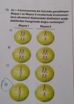 13. 2n = 4 kromozomlu bir hücrede gerçekleşen
Mayoz I ve Mayoz II evrelerinde kromozom-
ların ekvatoral düzlemdeki dizilimleri aşağı-
dakilerden hangisinde doğru verilmiştir?
Mayoz I
Mayoz II
C)
D)
A)
B)
XX
XX
XX
XX
X
XX
XX
XX
XX
X