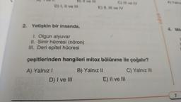 D) I, II ve III
2. Yetişkin bir insanda,
1. Olgun alyuvar
II. Sinir hücresi (nöron)
III. Deri epitel hücresi
A) Yalnız I
111
D) I ve III
C) III ve IV
çeşitlerinden hangileri mitoz bölünme ile çoğalır?
B) Yalnız II
C) Yalnız III
E) II, III ve IV
E) II ve III
UGUR
A) Yalniz
4. Mite
7