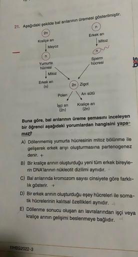 21. Aşağıdaki şekilde bal arılarının üremesi gösterilmiştir.
2n
Kraliçe arı
n
Mayoz
Yumurta
hücresi
Mitoz
11HBS2022-3
Erkek arı
(n)
Polen
İşçi arı
(2n)
Erkek arı
2n Zigot
n
Arı sütü
Kraliçe arı
(2n)
n
Sperm
hücresi
Mitoz
Buna göre, bal arılarının üreme şem