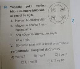 10. Yandaki şekli verilen
hücre ve hücre bölünme-
8 8
si çeşidi ile ilgili,
1. Hayvan hücresine aittir.
II.
Mayozun anafaz 1 saf-
hasına aittir.
III. Ana hücrenin kromozom sayısı
2n = 4'tür.
IV. Bölünme sırasında 4 tetrat oluşmuştur.
yargılarından hangileri doğrudur?
A) Yalnız I
B) I ve II
D) I, II ve III
C) I ve III
E) I, III ve IV
?