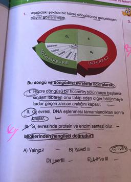 9
1. Aşağıdaki şekilde bir hücre döngüsünde gerçekleşen
olaylar gösterilmiştir.
Sitokinez
Telofaz
MITOTIKEV
G₁
Anafaz
A) Yalnızł
EVRE
MITOZ
Metafaz
D) I ve III
Profaz
S
G₂
İNTERFAZ
Bu döngü ve döngüdeki evrelerle ilgili olarak,
1. Hücre döngüsü bir hücrenin bölünmeye başlama-
sından itibaren onu takip eden diğer bölünmeye
kadar geçen zaman aralığını kapsar.
11. Gevresi, DNA eşlenmesi tamamlandıktan sonra
başlar. L
G, evresinde protein ve enzim sentezi olur. -
bilgilerinden hangileri doğrudur?
B) Yalnız II
Interfa
D
Eve III
C) I ve
3.