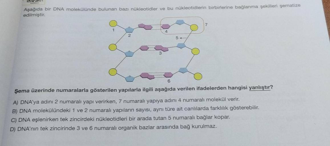2
AADMORY
Aşağıda bir DNA molekülünde bulunan bazı nükleotidler ve bu nükleotidlerin birbirlerine bağlanma şekilleri şematize
edilmiştir.
1
2
3
4
54
7
6
Şema üzerinde numaralarla gösterilen yapılarla ilgili aşağıda verilen ifadelerden hangisi yanlıştır?
A)