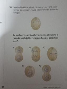 y-
31
18. Aşağıdaki şekilde, diploit bir canlının eşey ana hücre-
lerinde gerçekleşen mayoz bölünmenin bir evresi ve-
rilmiştir.
Bu canlının vücut hücrelerindeki mitoz bölünme si-
rasında aşağıdaki evrelerden hangisi gerçekleş-
mez?
A)
D)
B)
E)
17
Diğer sayfaya geçiniz.