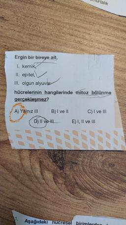 6.
Ergin bir bireye ait,
I. kemik
II. epitel,
III. olgun alyuvar
hücrelerinin hangilerinde mitoz bölünme
gerçekleşmez?
A) Yalnız III
B) I ve II
D) II ve I
Aşağıdakı hucresel
talık
C) I ve III
E) I, II ve III
hucresel birimlerden