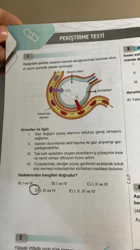 Aşağıdaki şekilde sadece memeli akciğerlerinde bulunan alve-
ol yapısı şematik olarak verilmiştir.
Kılcal kan
damarı
PEKİŞTİRME TESTİ
Alveol odası
CO₂
DI, III ve IV
Alveoller ile ilgili;
1. Gaz değişim yüzey alanının oldukça geniş olmasını
B) I ve IV
0₂
Sü