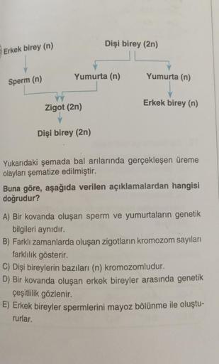 Erkek birey (n)
Sperm (n)
Yumurta (n)
W
Zigot (2n)
Dişi birey (2n)
Dişi birey (2n)
Yumurta (n)
Erkek birey (n)
Yukarıdaki şemada bal arılarında gerçekleşen üreme
olayları şematize edilmiştir.
Buna göre, aşağıda verilen açıklamalardan hangisi
doğrudur?
A) B